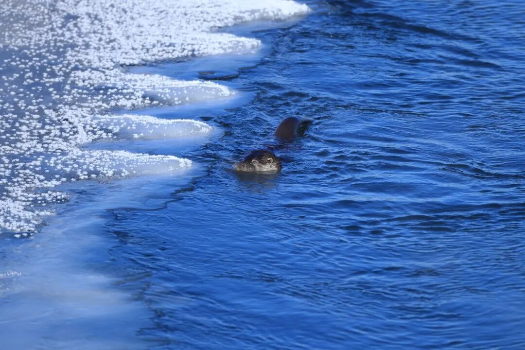 洮儿河湿地邂逅水獭 见证生态蝶变