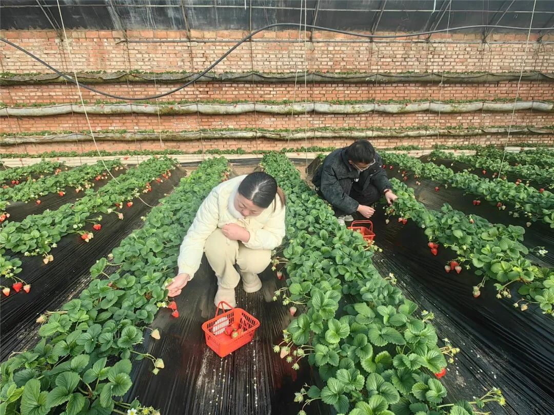 【新春走基层】乌兰浩特市：新春采摘热度旺 田园乐趣醉游人