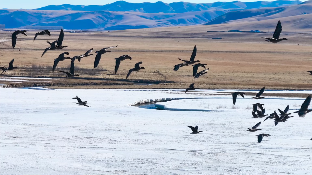 生态文明建设丨科右前旗多方守护北归候鸟顺利迁徙